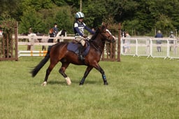 Hereford Ring B