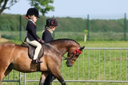 69 Show Pony Lead Rein & Champ
