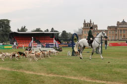 Sunday Hound Parade