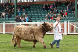 Cattle Grand Parade