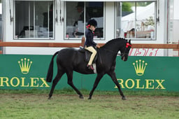 143 Show Pony First Ridden