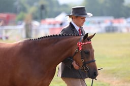 242 Filly or Gelding 2 & 3yrs
