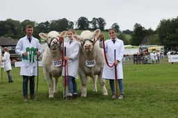 Exhibitor Bred Pairs Champs - Continental Beef