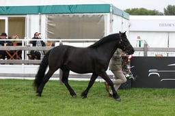 W29_0716 2026