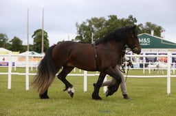513 Large Breeds 2 & 3yrs
