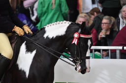 Coloured Non-Native Pony of the Year