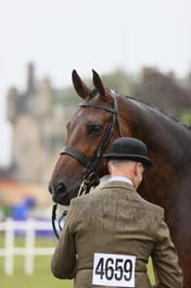 462 HOYS Middleweight Hunter
