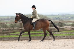 Class 116 LIHS Rising Star Large Riding Horse