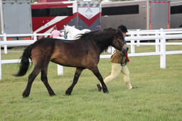 H240-239 SFAS AMATEUR M&M CHAMPIONSHIP