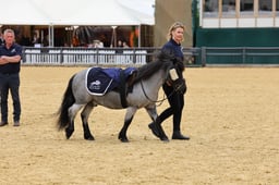 Shetland Pony Grand National Final