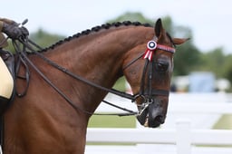 H206 HOYS Large Riding Horse