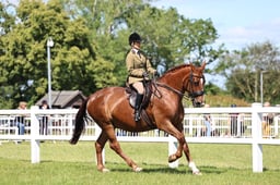 H126 Ridden ID Sports Horse
