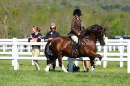 H19_0420 2026
