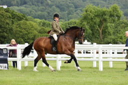 CLH4 Ridden Welsh D