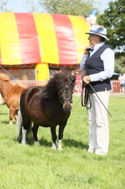 107 Small Pony exc 4yrs