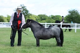 H34 Miniature Shetland Youngstock