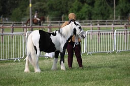 H90 Gypsy Cob Youngstock