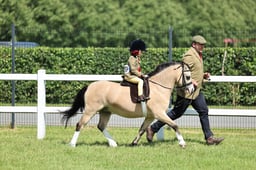 Z41_1611 2026
