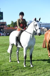 Intermediate Show Hunter Type 158cm