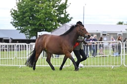 H48-H44 NEW FOREST CHAMPIONSHIP