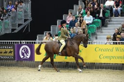 Show Hunter Pony of the Year 133cm