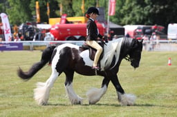 Z68_0934 2026