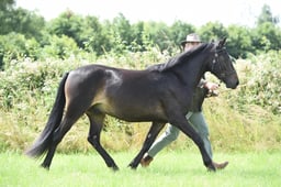 092 M&M In Hand Large Breeds Youngstock