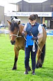 416 Two & Three yo Gelding