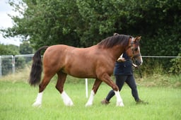 49 Welsh C Yearlings