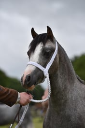 CLH65 Welsh A Yearling Filly  Gelding