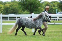 Z41_0561 2026