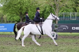 162 Side Saddle Concours