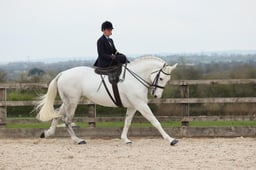 Class 114 LIHS Rising Star Ladies Show Horse