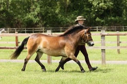 H51 Exmoor 4 yrs & over