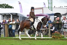 532 HOYS Maxi Cob