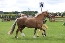 J36_5909 2026