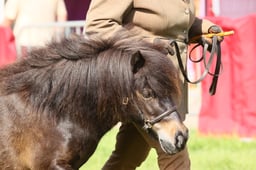 106 Small Pony, 2 or 3 yrs