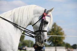 115B Purebred Arab Mare