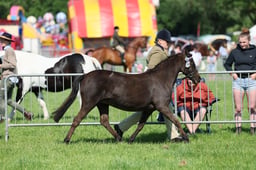 C33_0895 2026