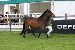 W29_0607 2026