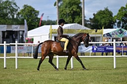 552 HOYS SHP 133cm
