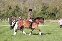 C19_0433 2026
