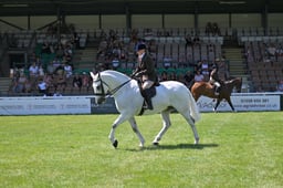Ridden Cobs