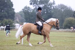 33 HOYS M&M Ridden Welsh D