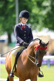 HOYS Ridden Part Bred