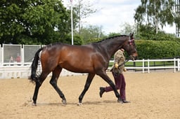 11 In Hand Plaited & Hogged Cobs