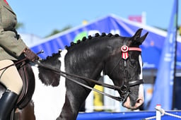 586 Non Native Ridden Horse