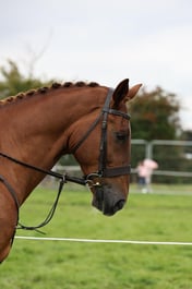 HOYS Working Hunter Championship