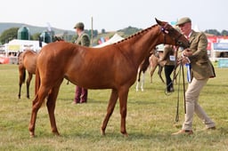 Z69_0341 2026