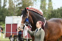 IN HAND SHIRE CHAMPIONSHIP